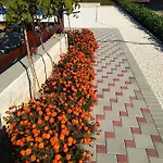 Verbena